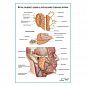 Ветви лицевого нерва и околоушная железа плакат глянцевый А1+/А2+