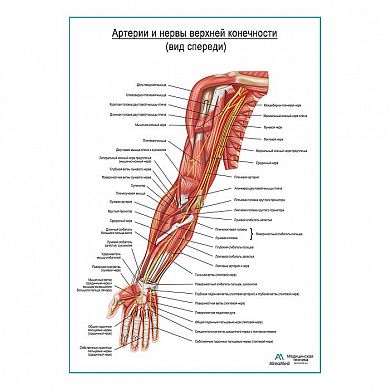 Артерии и нервы верхней конечности: вид спереди – плакат А1+/А2+