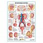 Мочеполовая система, плакат глянцевый А1+/А2+