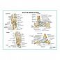 Кости и связки стопы, плакат глянцевый А1/А2