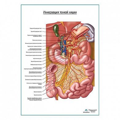 Автономная иннервация тонкого кишечника плакат глянцевый А1+/А2+
