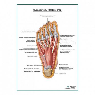Мышцы подошвенной поверхности стопы первый слой плакат глянцевый А1+/А2+