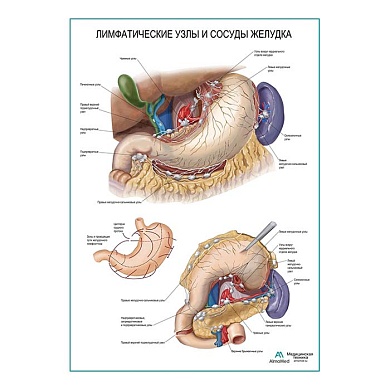 Лимфатические узлы и сосуды желудка плакат глянцевый А1/А2