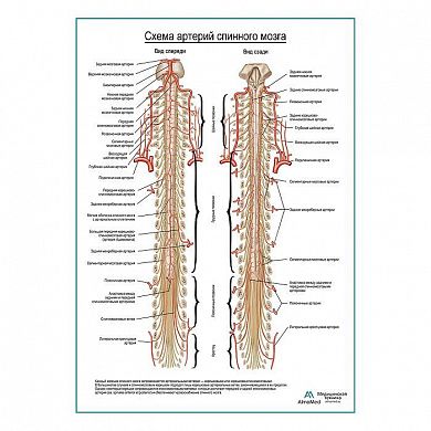 Схема артерии спинного мозга плакат глянцевый А1+/А2+
