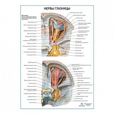 Нервы глазницы плакат глянцевый А1/А2