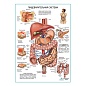 Пищеварительная система, плакат глянцевый  А1/А2
