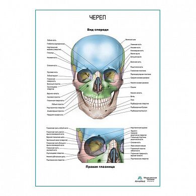 Череп и правая глазница плакат глянцевый А1/А2
