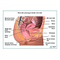 Женская репродуктивная система, плакат глянцевый А1+/А2+