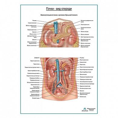 Почки на месте. Вид спереди, плакат глянцевый А1+/А2+