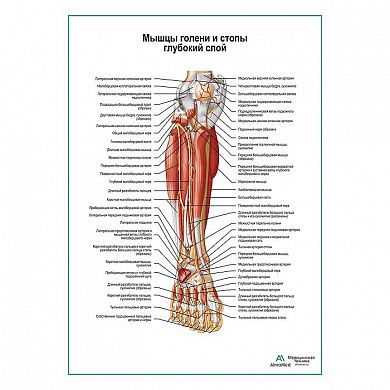 Мышцы голени и стопы глубокий слой, вид спереди плакат глянцевый А1+/А2+