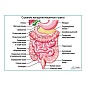 Строение желудочно-кишечного тракта, плакат глянцевый  А1/А2