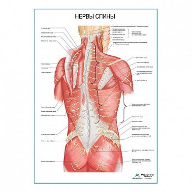 Нервы спины плакат глянцевый А1/А2