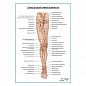 Артерии нижней конечности плакат глянцевый А1+/А2+