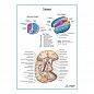 Таламус плакат глянцевый А1+/А2+