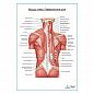 Мышцы спины, поверхностный слой плакат глянцевый А1+/А2+