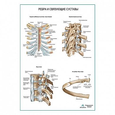 Ребра и связующие суставы плакат глянцевый А1/А2