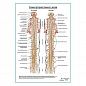 Схема артерии спинного мозга плакат глянцевый А1+/А2+