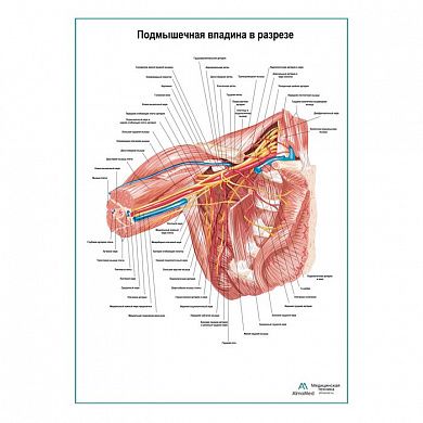 Подмышечная впадина в разрезе плакат глянцевый А1+/А2+