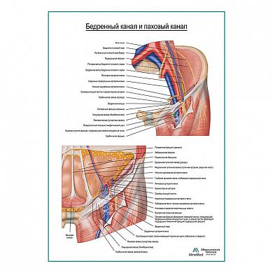 Бедренная канал и паховый канал плакат глянцевый А1+/А2+