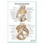 Кости и связки таза продолжение плакат глянцевый А1+/А2+