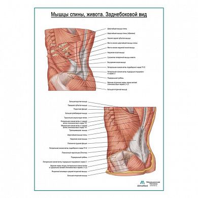 Мышцы спины, живота. Заднебоковой вид плакат глянцевый А1+/А2+