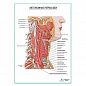 Автономные нервы шеи плакат глянцевый А1+/А2+