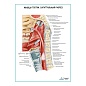 Мышцы глотки. Сагиттальный разрез плакат глянцевый А1/А2