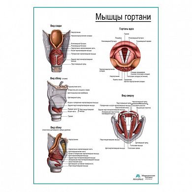 Мышцы гортани, плакат глянцевый А1+/А2+