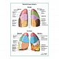 Бронхолегочные сегменты плакат глянцевый А1+/А2+