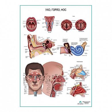 Ухо, горло, нос, плакат глянцевый А1/А2