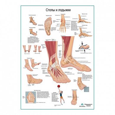 Стопы и лодыжки, плакат глянцевый А1/А2