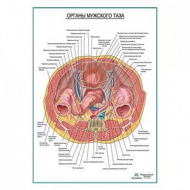 Органы мужского таза плакат глянцевый А1+/А2+