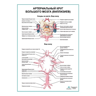 Артериальный круг большого мозга (Виллизиев) плакат глянцевый А1+/А2+