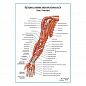 Артерии и нервы верхней конечности: вид спереди – плакат А1+/А2+