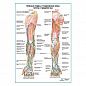 Кожные нервы и подкожные вены плеча и предплечья плакат А1+/А2+