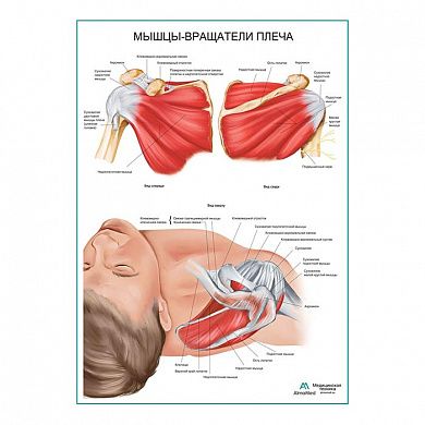 Мышцы - вращатели плеча плакат глянцевый А1/А2