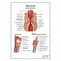 Нервы гортани плакат глянцевый А1+/А2+