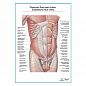 Мышцы живота средний слой. Вид спереди плакат глянцевый А1+/А2+