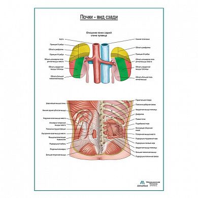 Почки на месте. Вид сзади, плакат глянцевый А1+/А2+