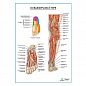 Большеберцовый нерв плакат глянцевый А1+/А2+