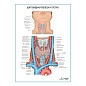 Щитовидная железа и глотка плакат глянцевый А1/А2