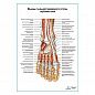 Мышцы тыльной поверхности стопы, глубокий слой плакат глянцевый А1+/А2+