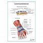 Сухожилия разгибателей кисти плакат глянцевый А1+/А2+