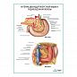 Артерии поджелудочной железы и двенадцатиперстной кишки плакат глянцевый  А1/А2