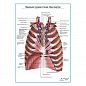Передняя грудная стенка. Вид изнутри плакат глянцевый А1+/А2+