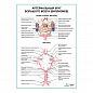 Артериальный круг большого мозга (Виллизиев) плакат глянцевый А1+/А2+