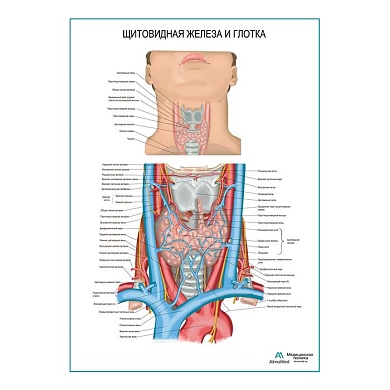 Щитовидная железа и глотка плакат глянцевый А1/А2