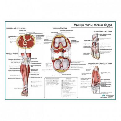 Мышцы стопы и голени, плакат глянцевый А1+/А2+