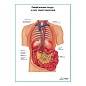 Лимфатические сосуды и узлы тонкого кишечника плакат глянцевый А1/А2