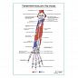 Прикрепление мышц руки. Вид спереди плакат глянцевый А1+/А2+